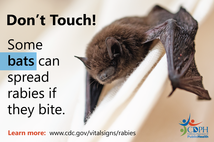 Don't touch! Some bats can spread rabies if they bite.