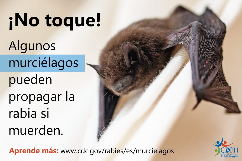 ¡No toque! Algunos murciélagos pueden propagar la rabia si muerden.