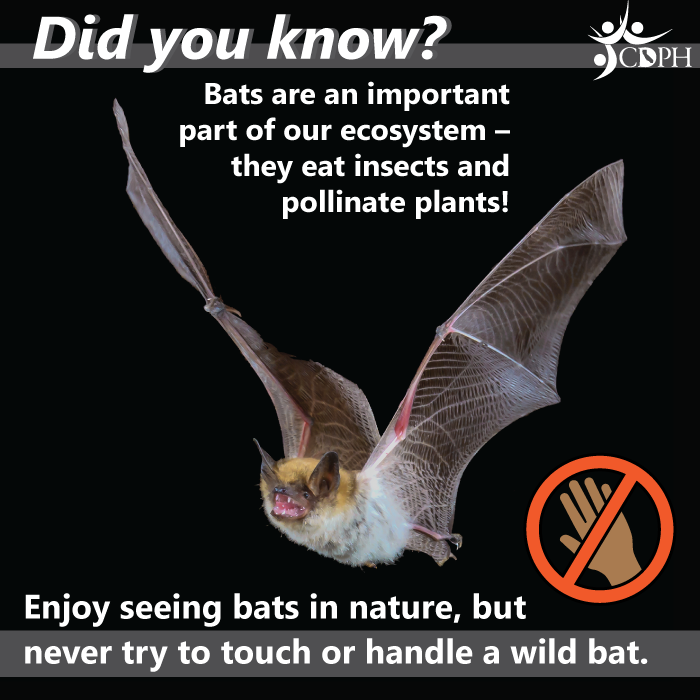Bats are an important part of our ecosystem, they eat insects and pollinate plants. Never try to touch or handle a wild bat.