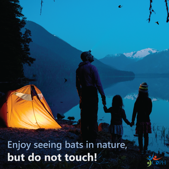 Enjoy seeing bats in nature, but do not touch!