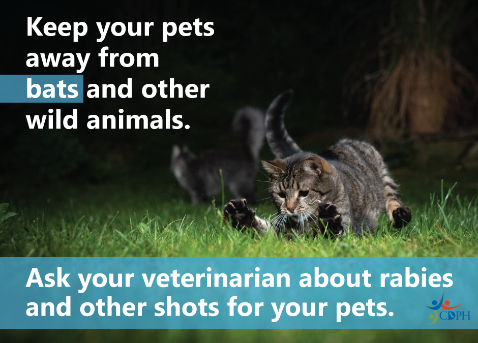 Keep your pets away from bats and other animals. Ask your vet about rabies and other shots for your pets. 
