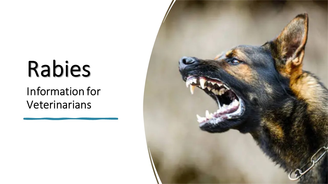 Preview of rabies slide set for veterinarians
