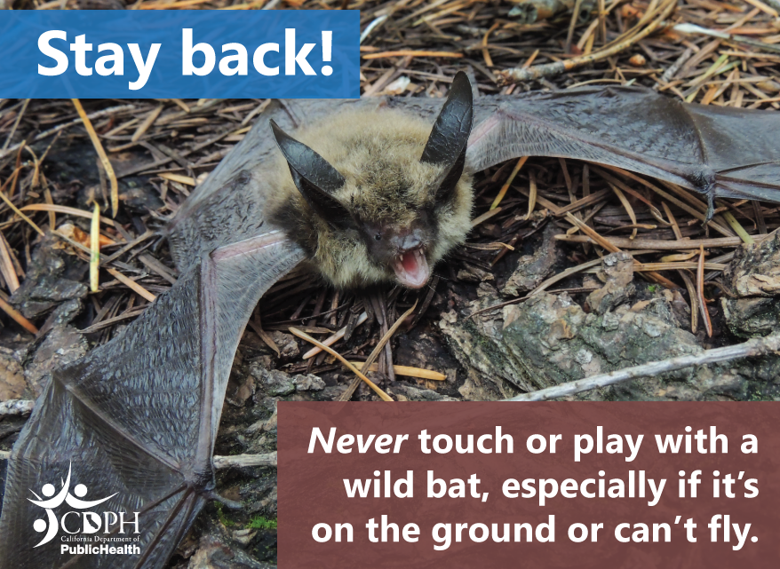 Stay back! Never touch or play with a wild bat, especially if it's on the ground or can't fly.