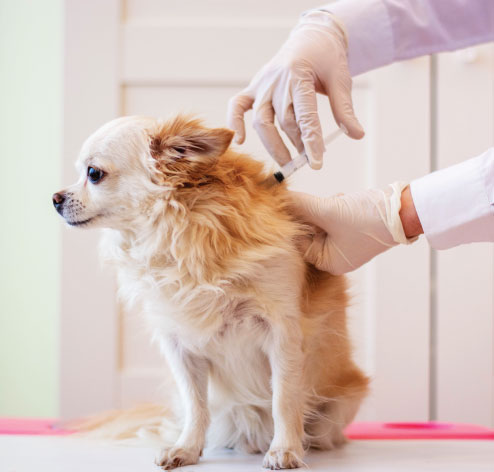 Chihuahua dog getting a vaccination