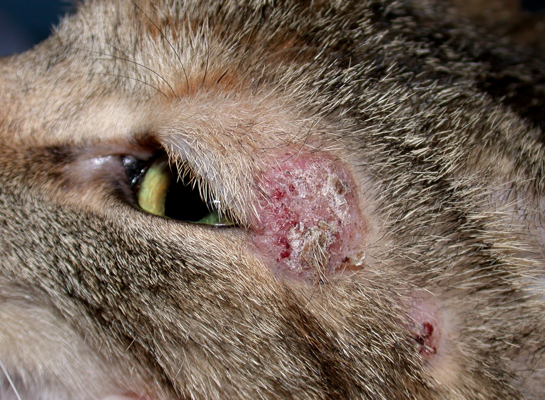 Cat with ringworm