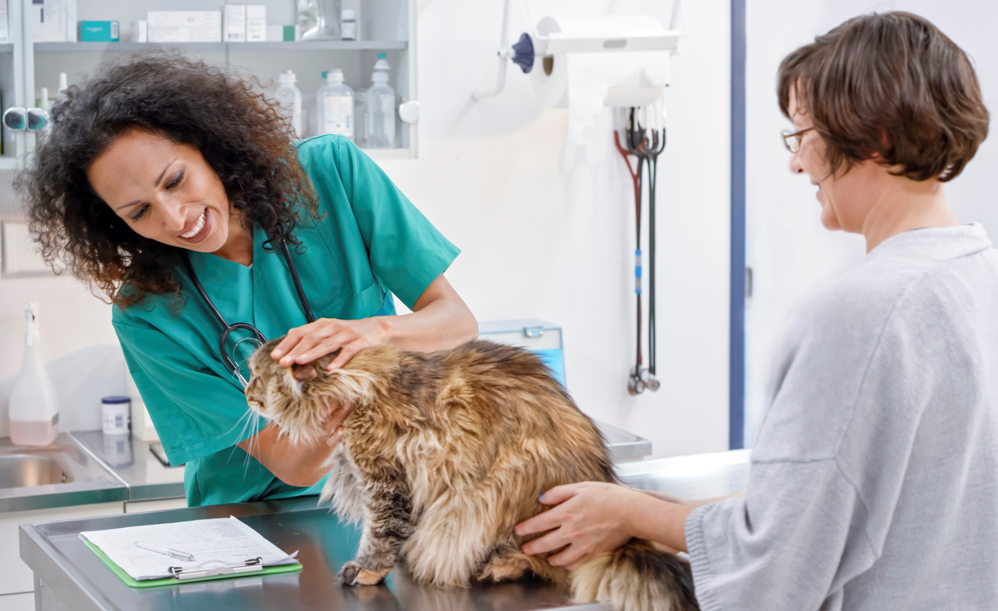 Veterinarian examining cat with owner standing nearby