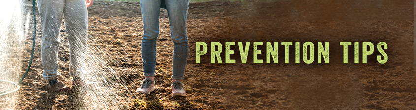 Valley Fever Prevention Tips