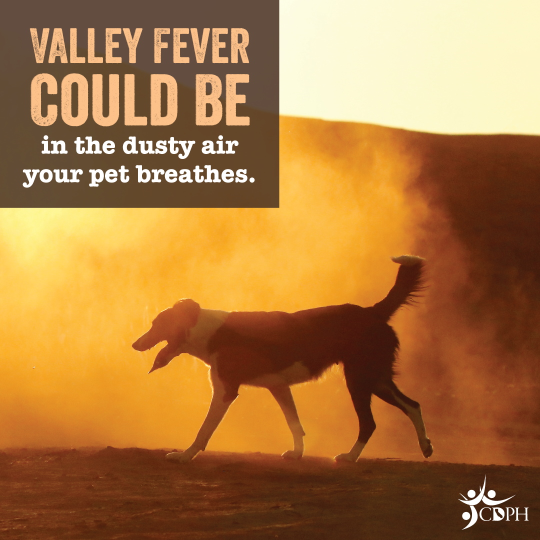 Valley fever could be in the dusty air your pet breathes. Silhouette of dog in dusty air.