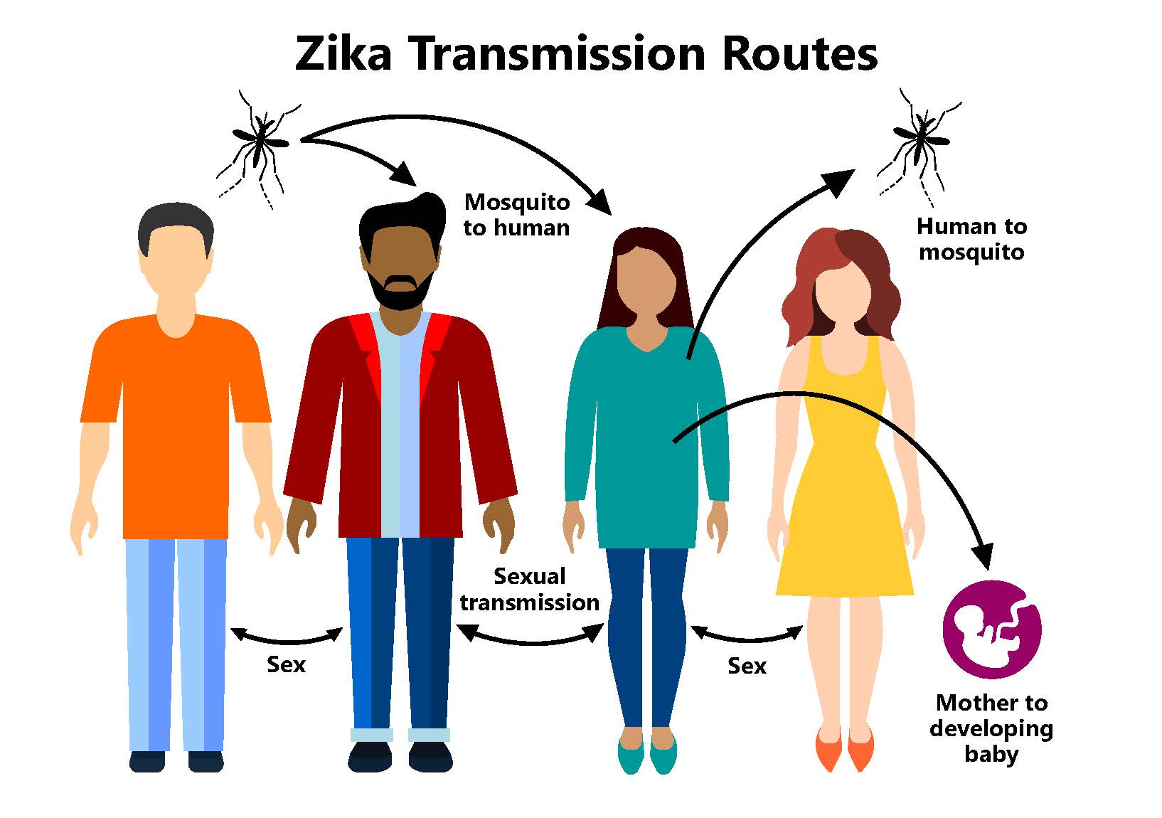 Zika spreads from mosquito bites, through sex (with male or female partners), and from a pregnant mother to developing baby.