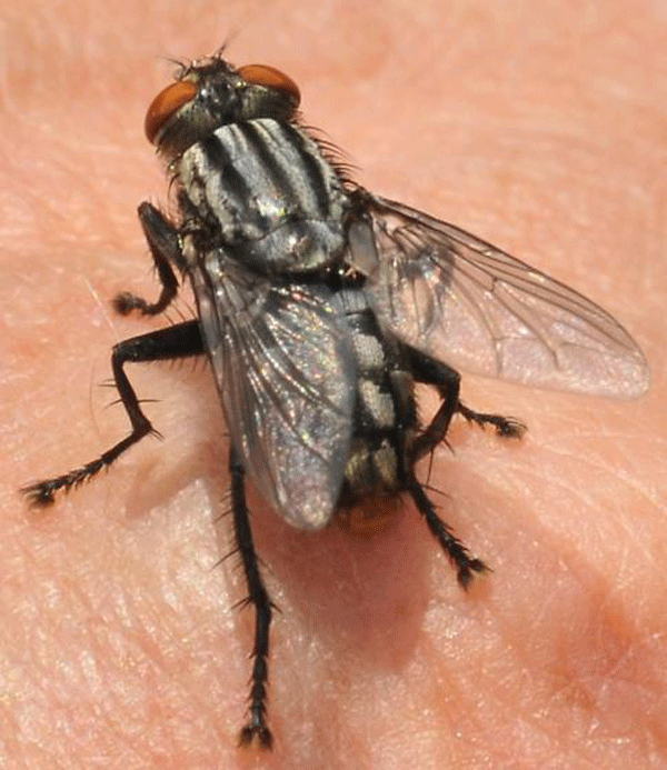 fleshfly