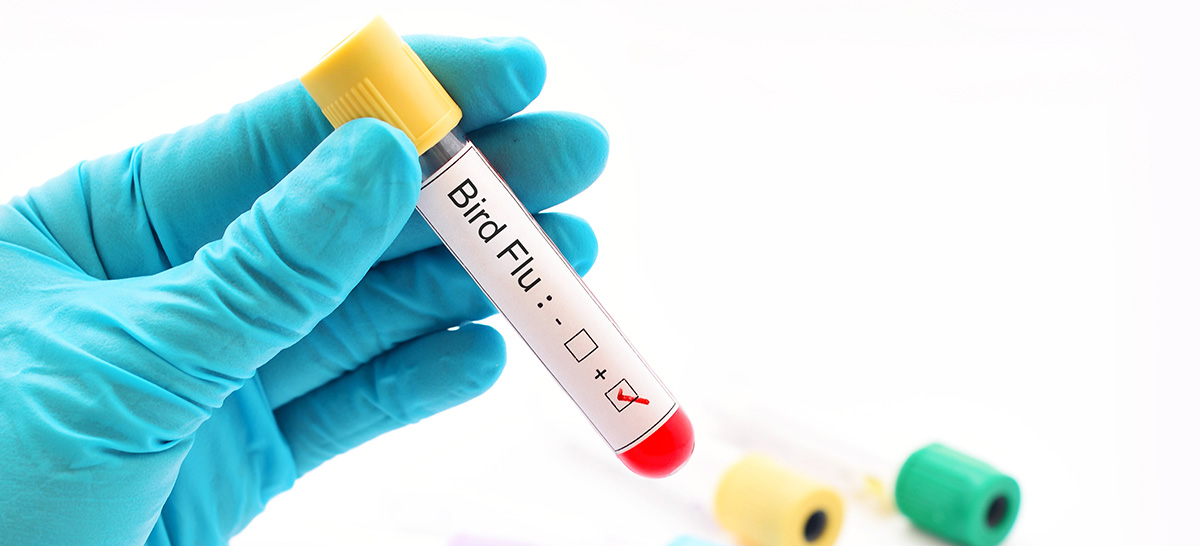 Test tube with positive bird flu specimen