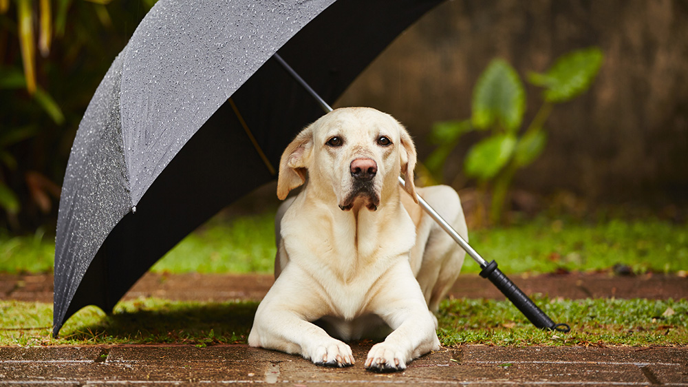 Dog under an umbrella