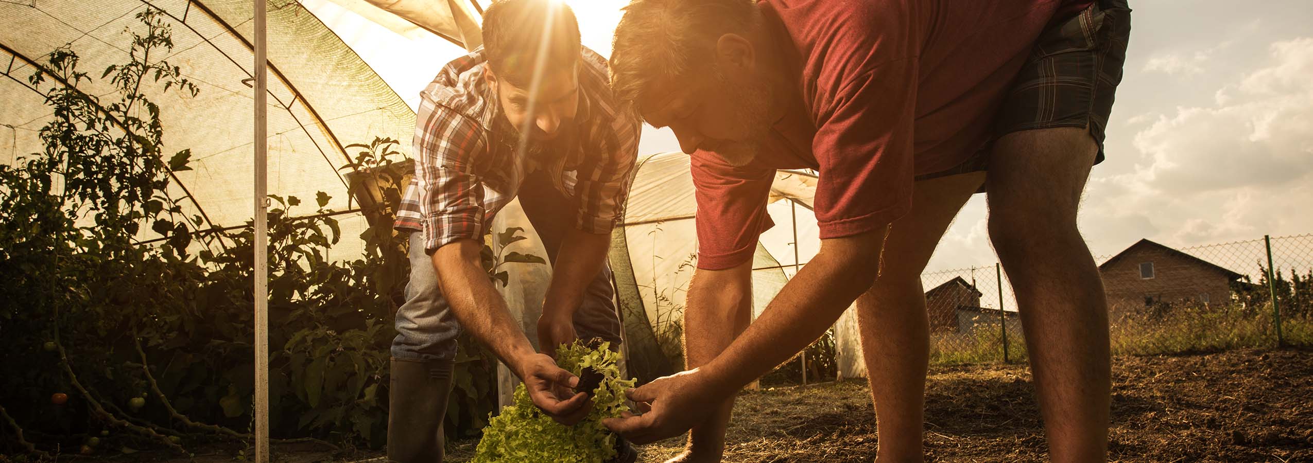 Farmers examining vegetation