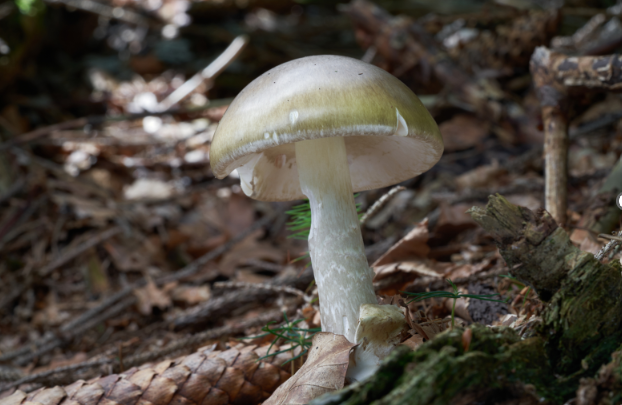Toxic: Death Cap Mushroom (Amanita Phalloides) 