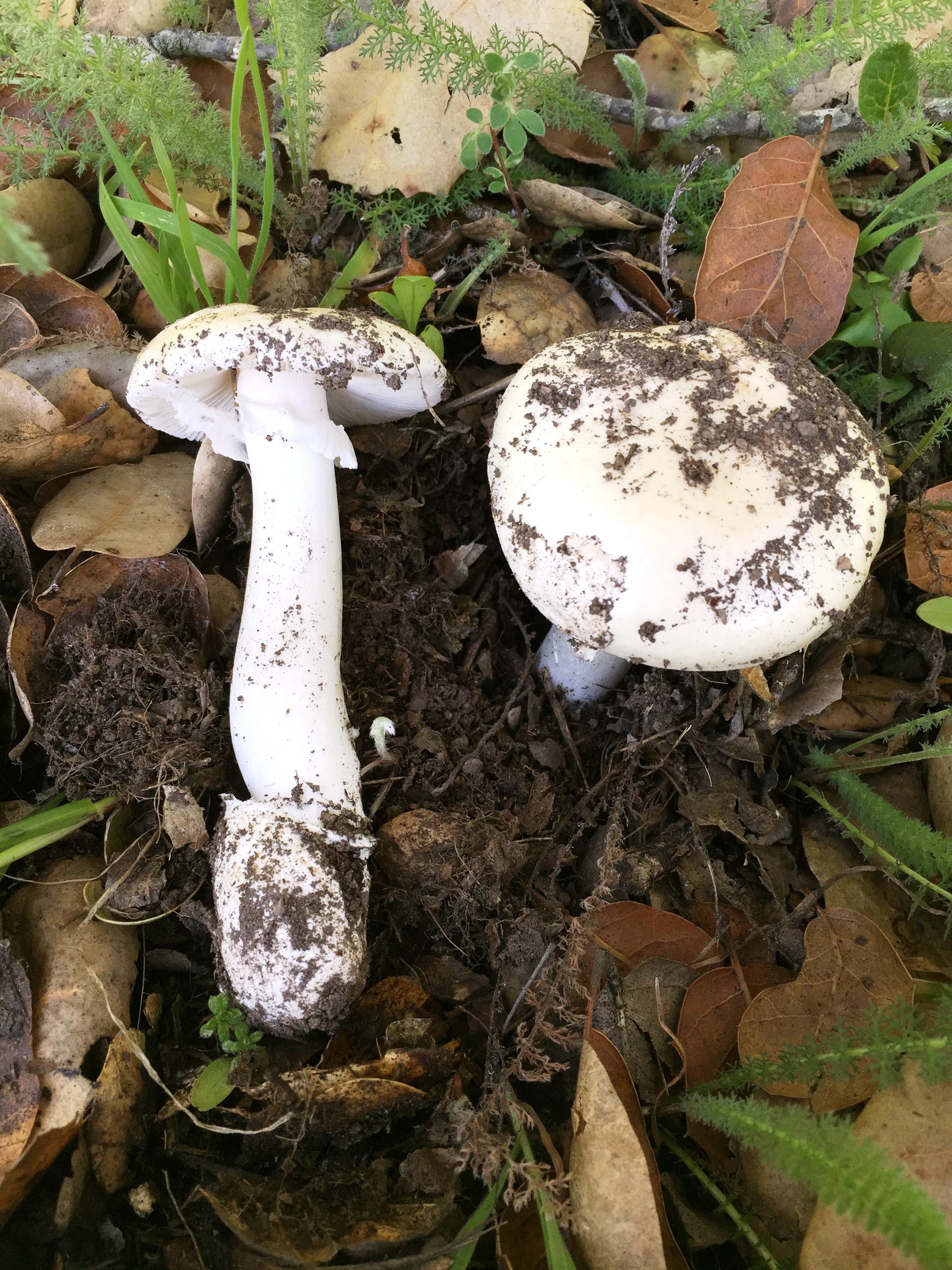 Amanita_ocreata mushroom 