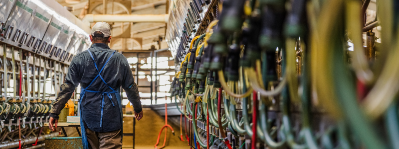 Worker in poultry facility.