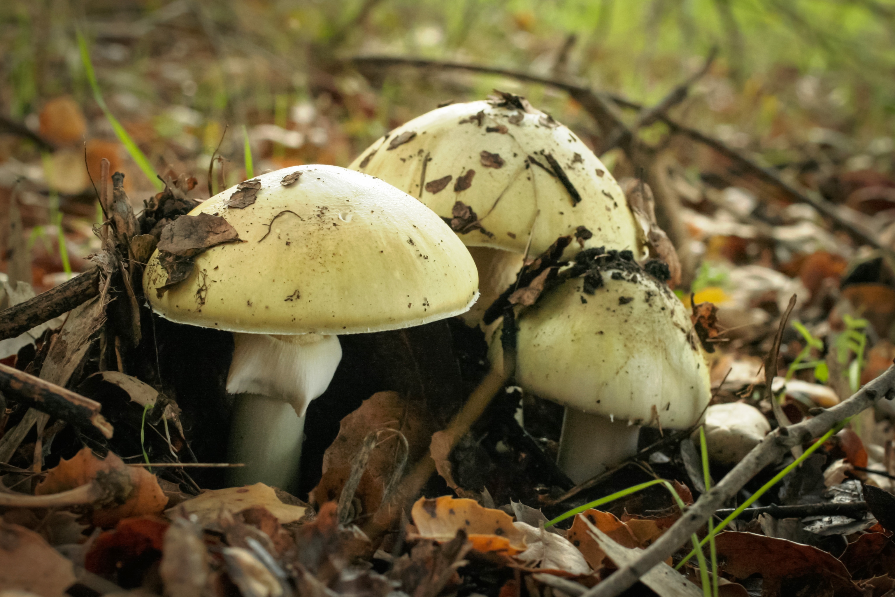 amanita_phalloides mushroom 
