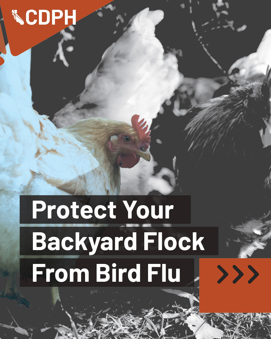Protect your backyard flock from bird flu