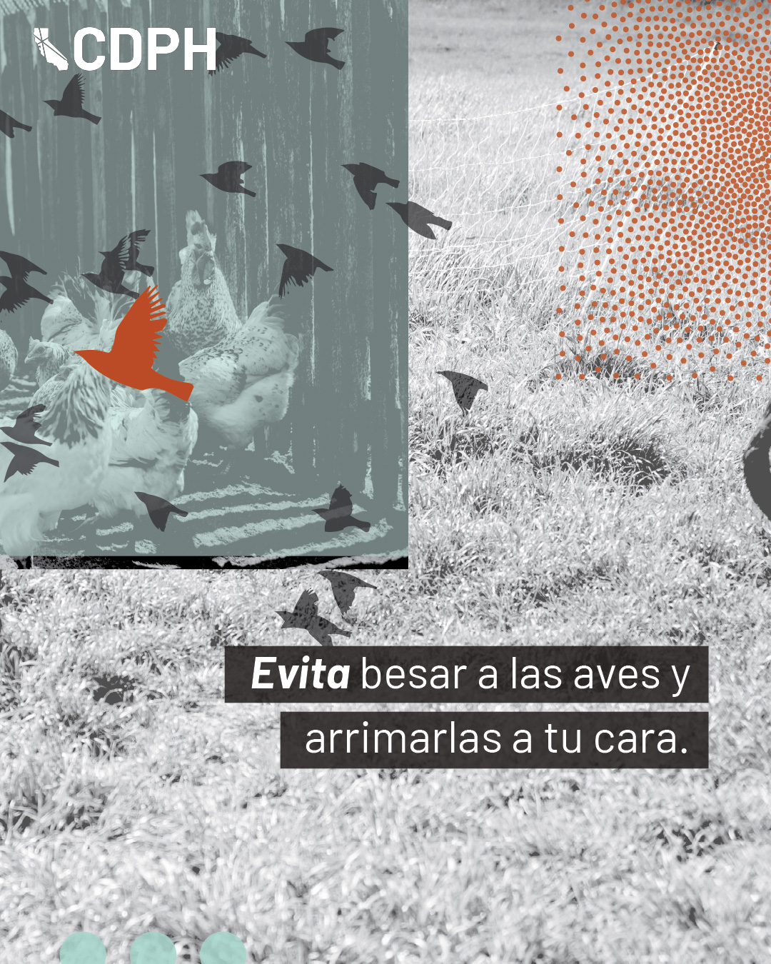 evita besaar a las aves y arrimarlas a tu cara
