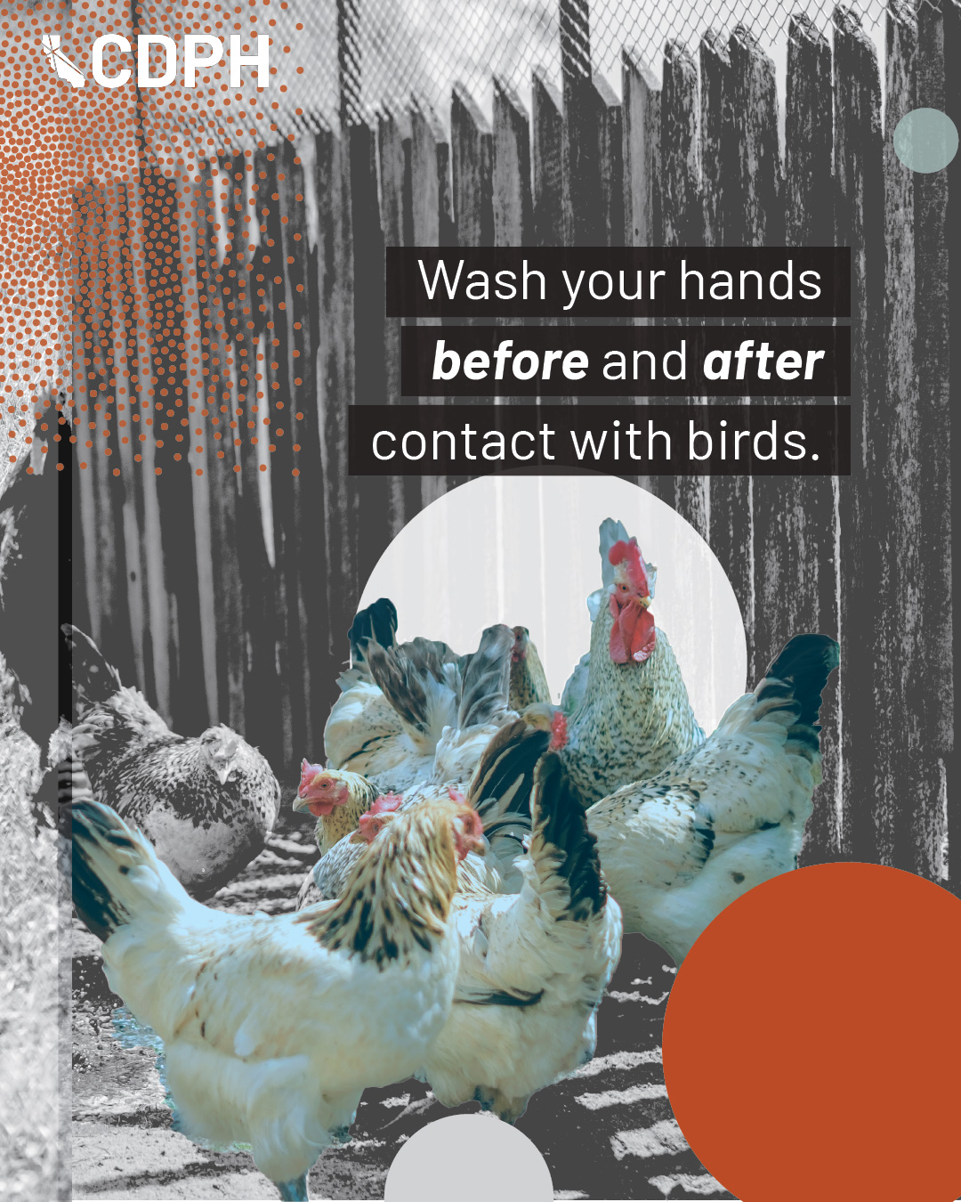 Wash your hands before and after contact with birds.