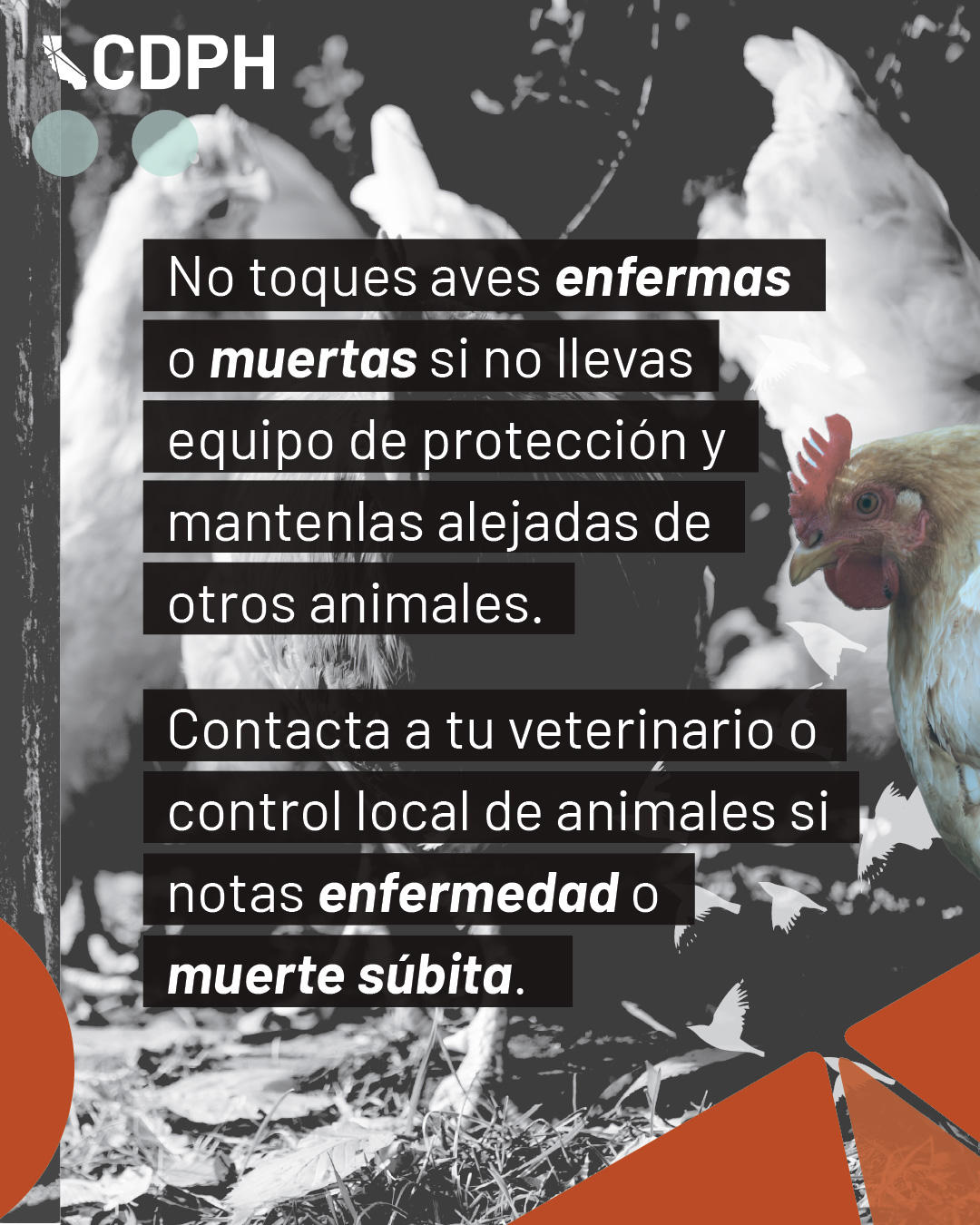 no toques aves enfermas o muertas si no llevas equipo de proteccion y mantenlas alejadas de otros animales