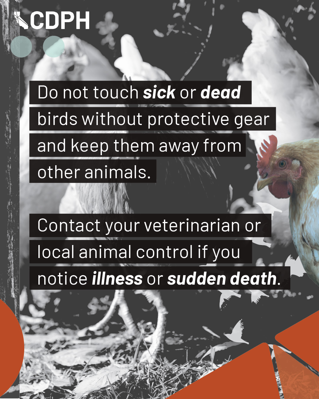 Do not touch sick or dead birds without protective gear and keep them away from other animals. 