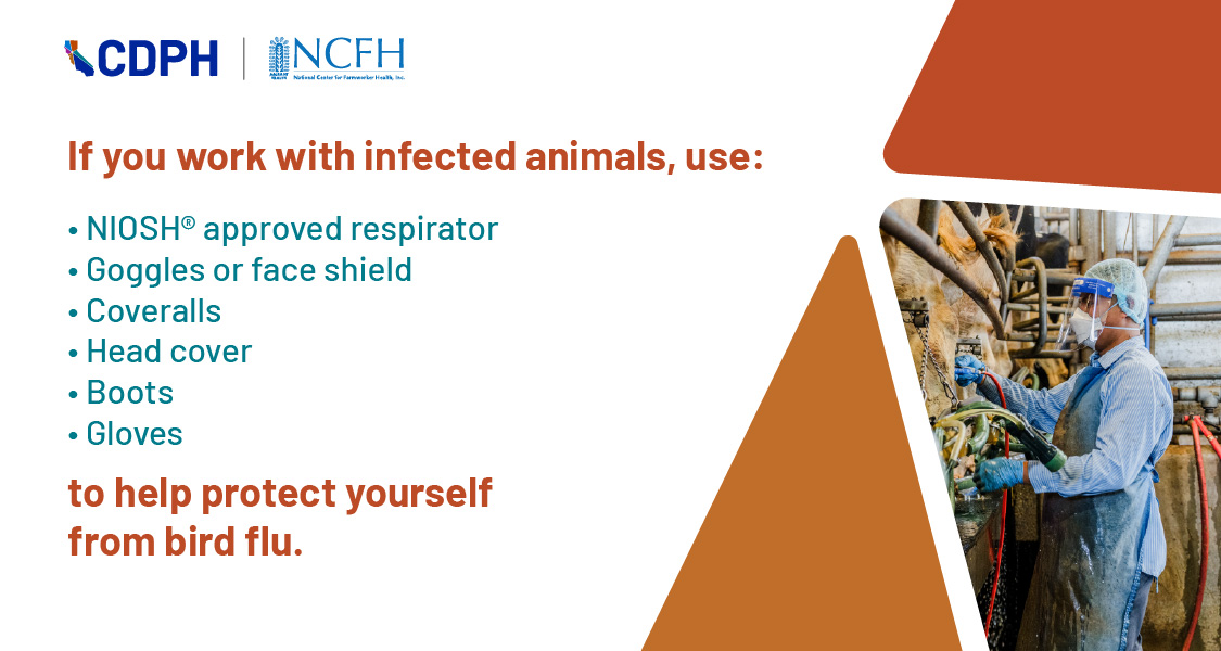 if you work with infected animals, use NIOSH approved respirator, goggles or face shield, coveralls, head cover, boots, and glov