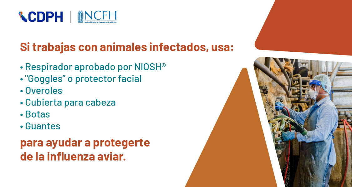 si trabajas con animales infectados, usa: respirador aprobado por NIOSH, "Goggles" o protector facial, overoles, 