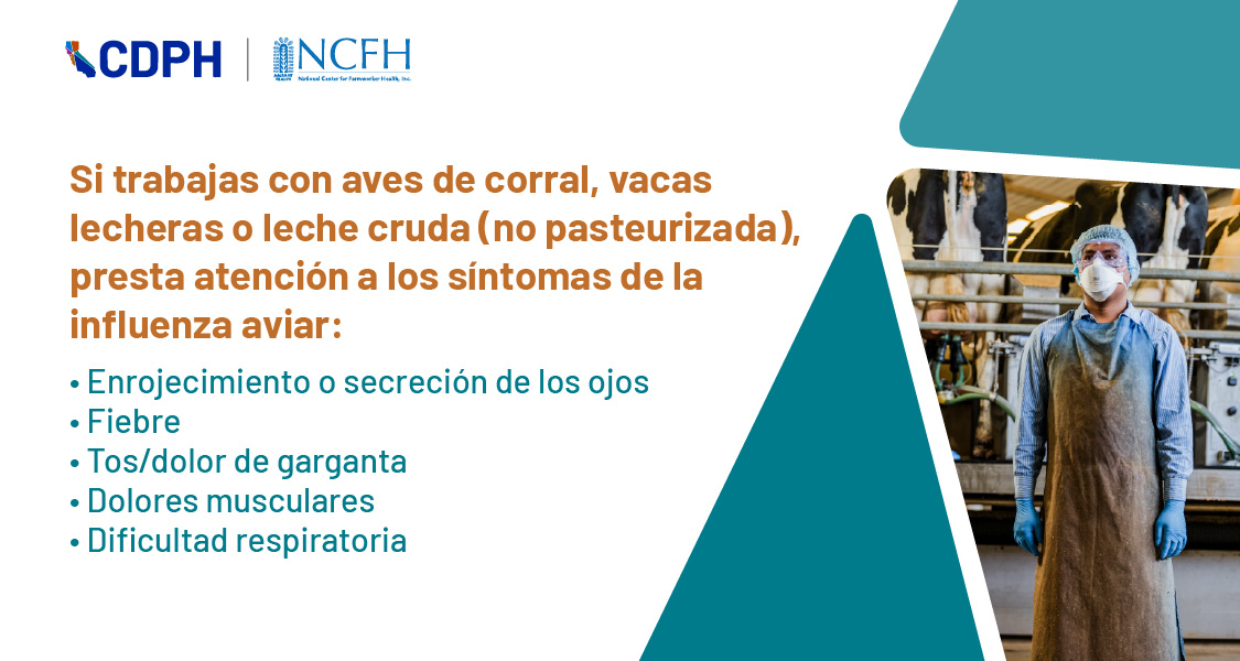 Si trabajas con aves de corral, vacas lecheras o leche cruda (no pasteurizada), presta atencion a los sintomas de la influenza 