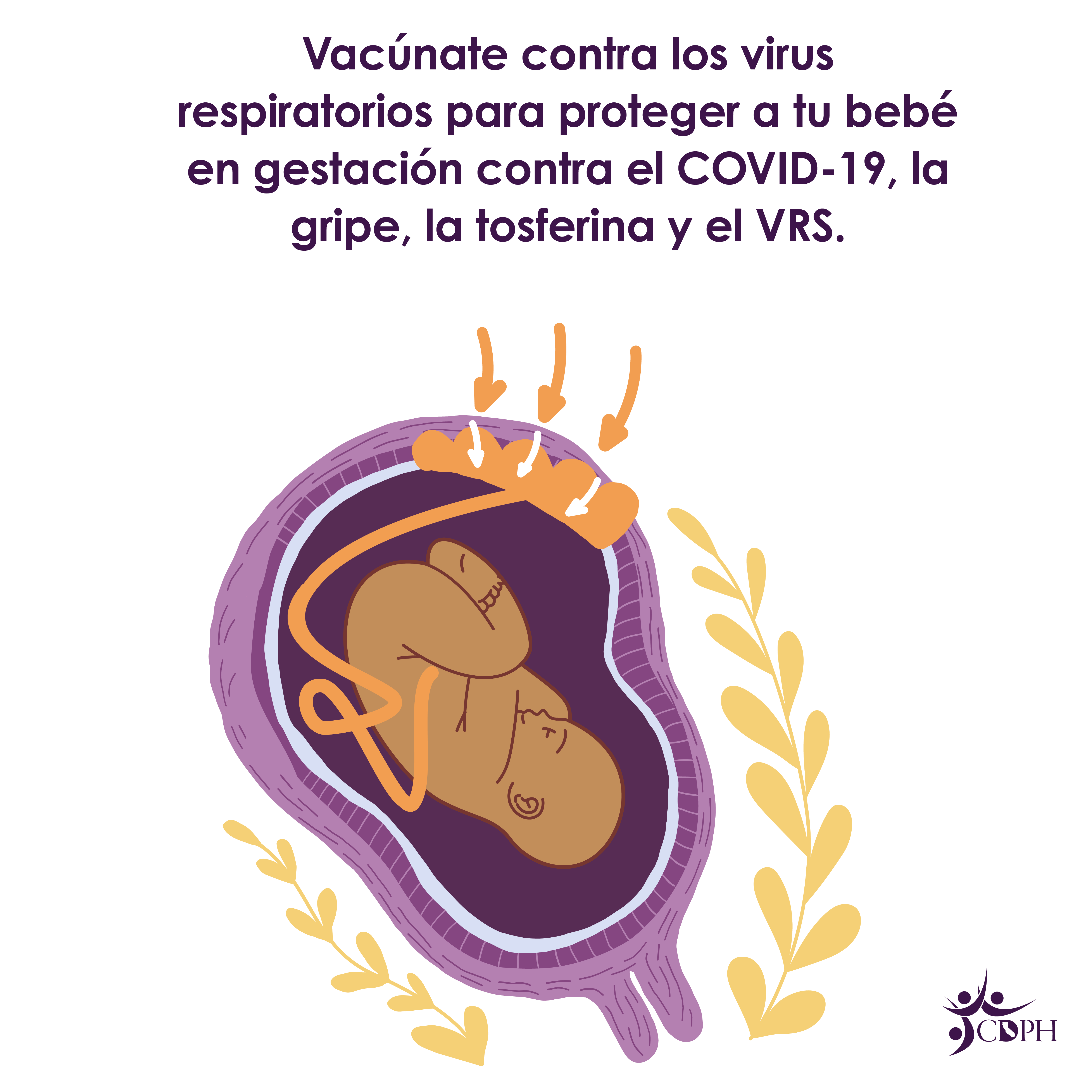 Las personas embarazadas vacunadas transmiten anticuerpos a sus bebés en gestación
