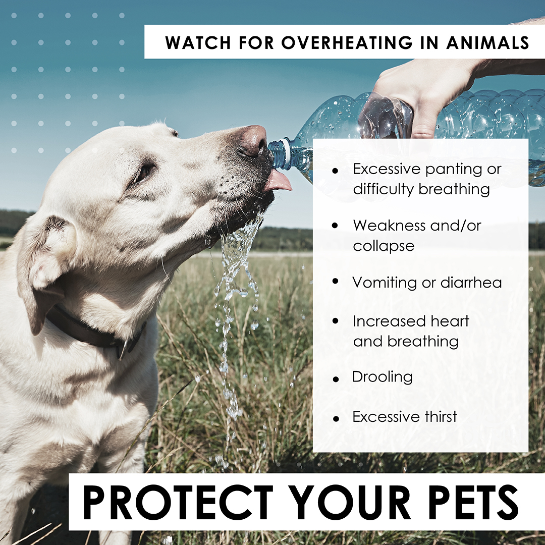 Protect your pets
