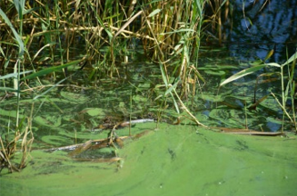 an area of a lake contaminated with HABs an area of a lake contaminated with HABs