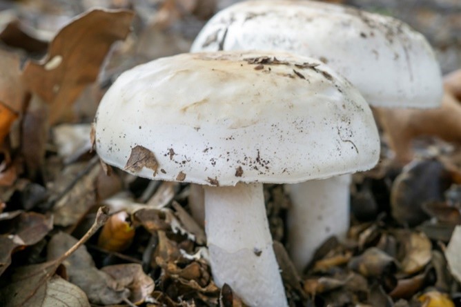 Toxic: Western Destroying Angel Mushroom (Amanita Ocreata) Toxic: Western Destroying Angel Mushroom (Amanita Ocreata)