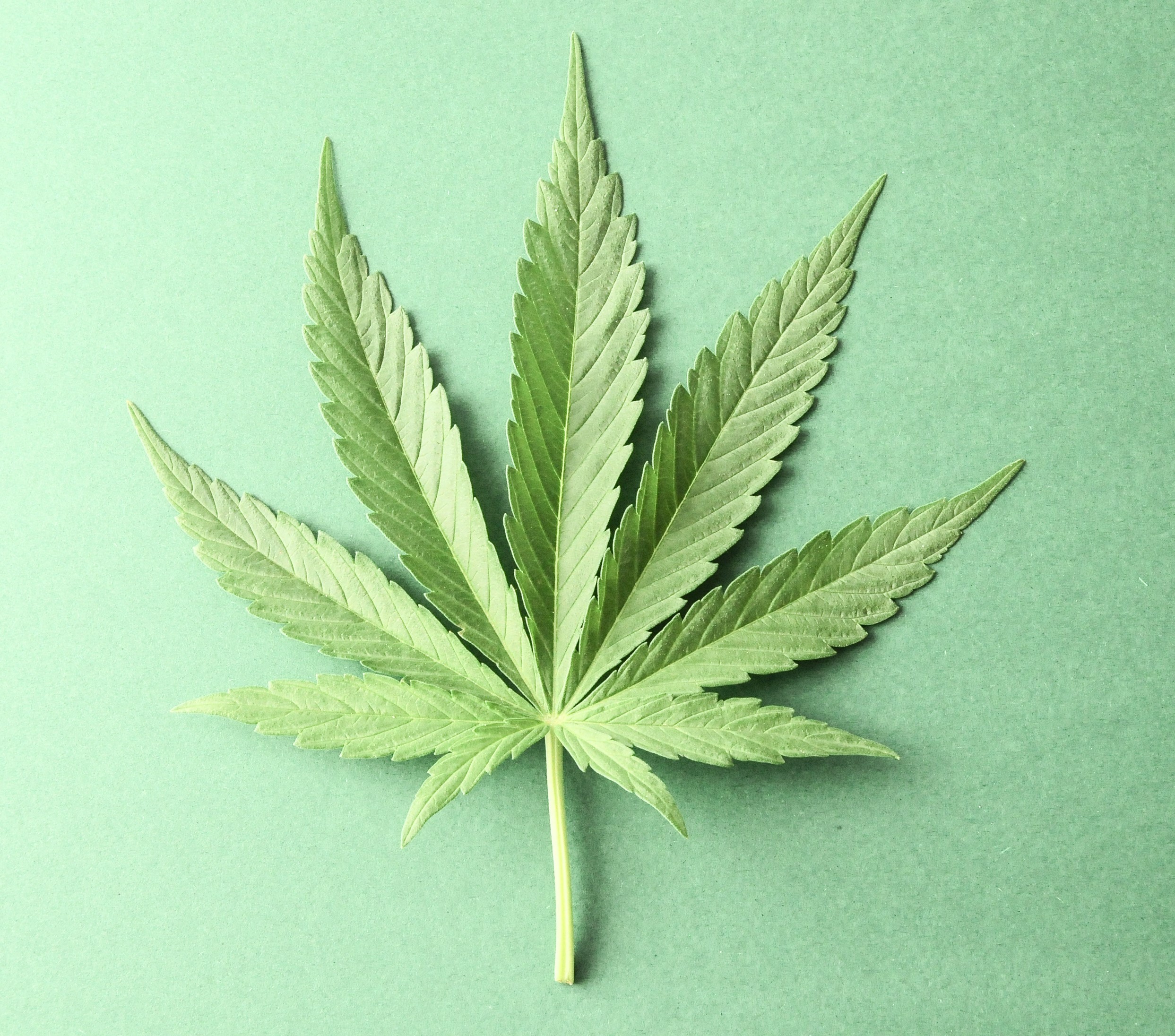 Illustration of a cannabis leaf Illustration of a cannabis leaf