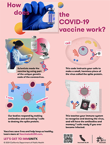 How does the COVID-19 vaccine work?
