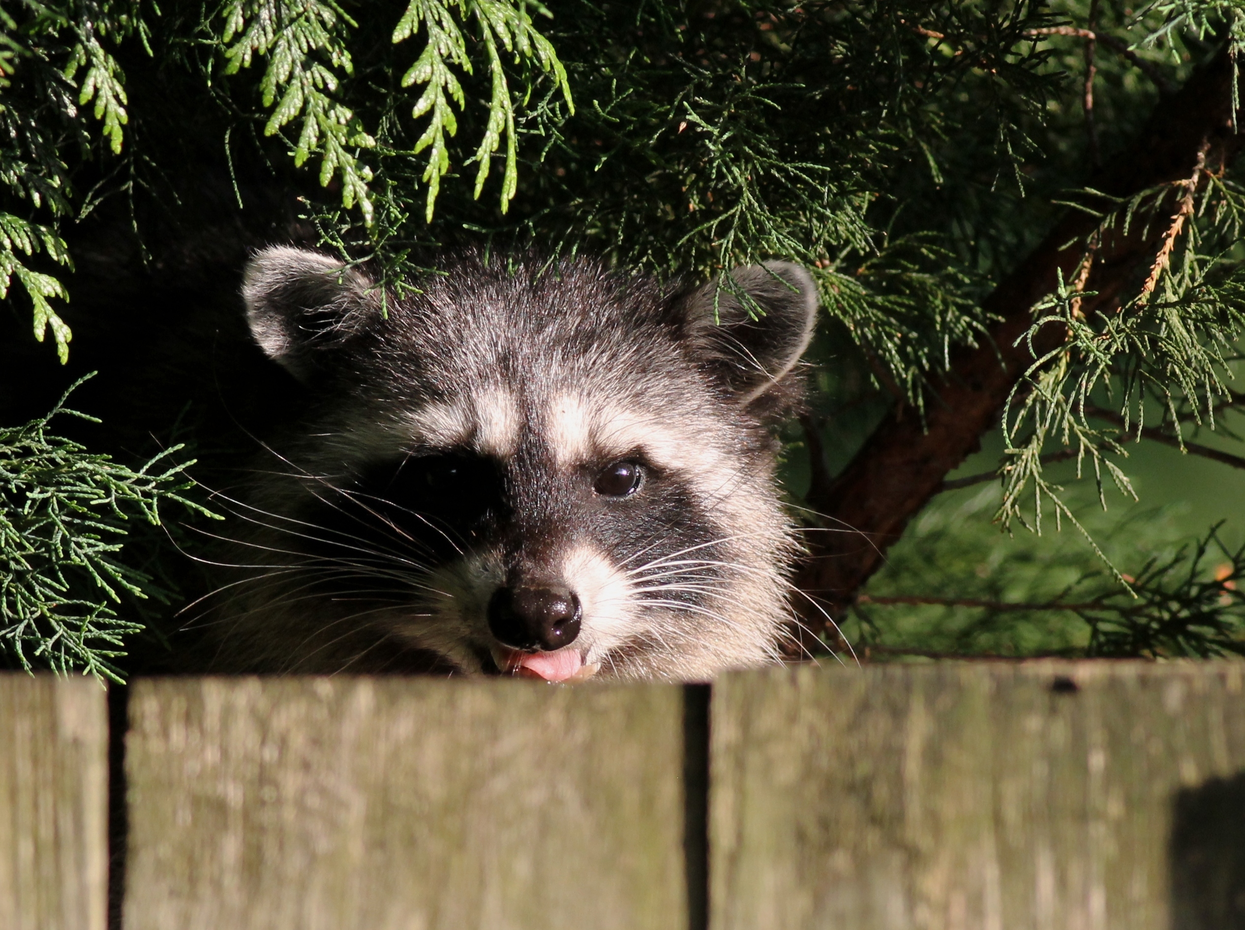 GettyImages-Raccoon