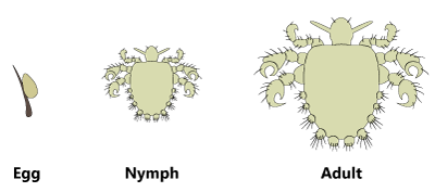 Life stages of pubic lice: egg, nymph, adult Life stages of pubic lice: egg, nymph, adult
