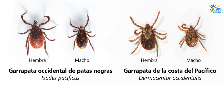 Garrapatas hembras y machos: Garrapata occidental de patas negras y garrapata de la costa del Pacífico Garrapatas hembras y machos: Garrapata occidental de patas negras y garrapata de la costa del Pacífico