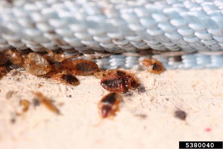 Bed bugs infesting a mattress Bed bugs infesting a mattress