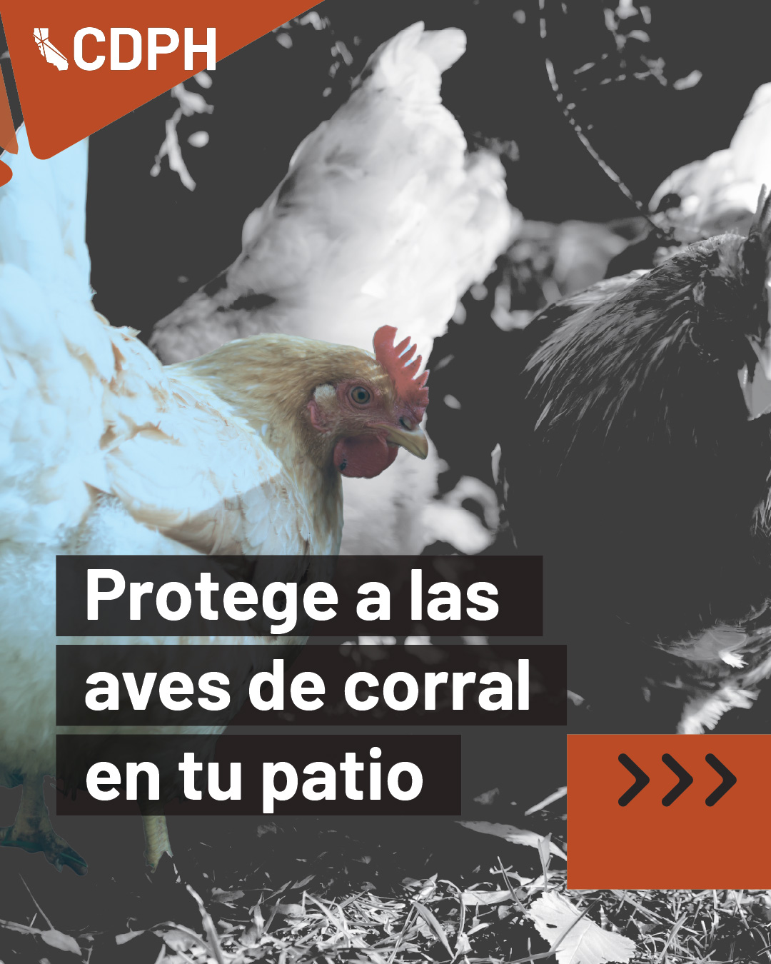 protege a las aves de corral en tu patio protege a las aves de corral en tu patio