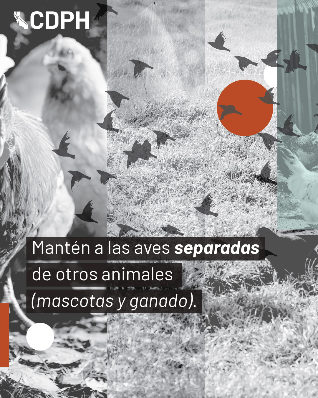 manten a las aves separadas de otros animales (mascotas y ganado). manten a las aves separadas de otros animales (mascotas y ganado).