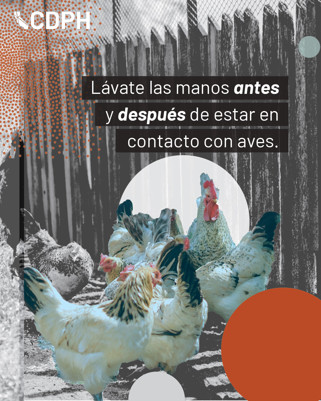 lavate las mano antes y despues de estar en contacto con aves lavate las mano antes y despues de estar en contacto con aves